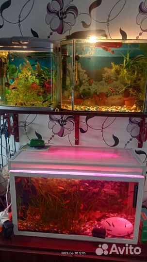 Аквариумные рыбки