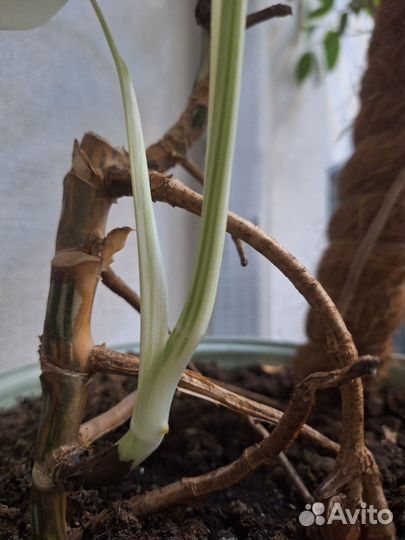 Монстера Альба