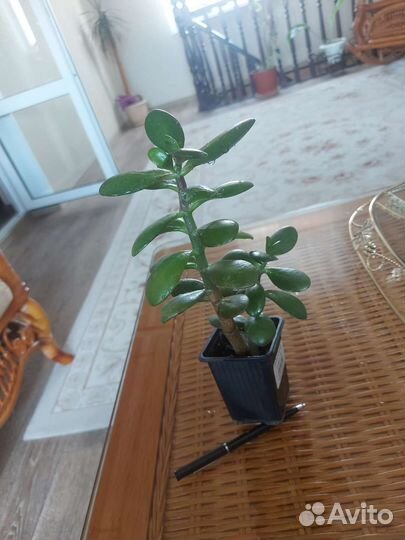 Толстянка денежное дерево