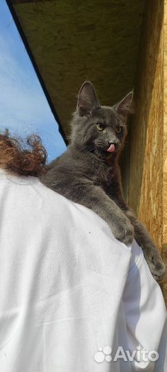 Мейн-кун мальчики готовые к переезду