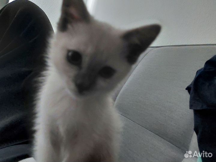 Раздам котят