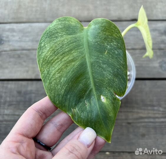 Монстера фулл минт
