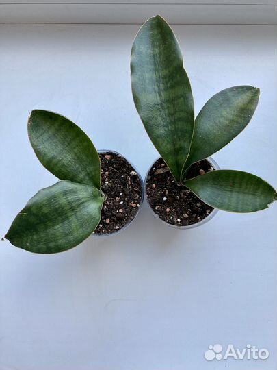 Сансевиерия Грандис