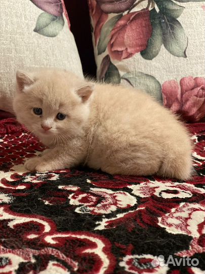 Котенок девочка в добрые руки