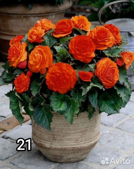 Клубневая бегония