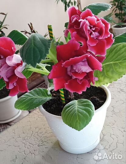 Глоксиния махровая