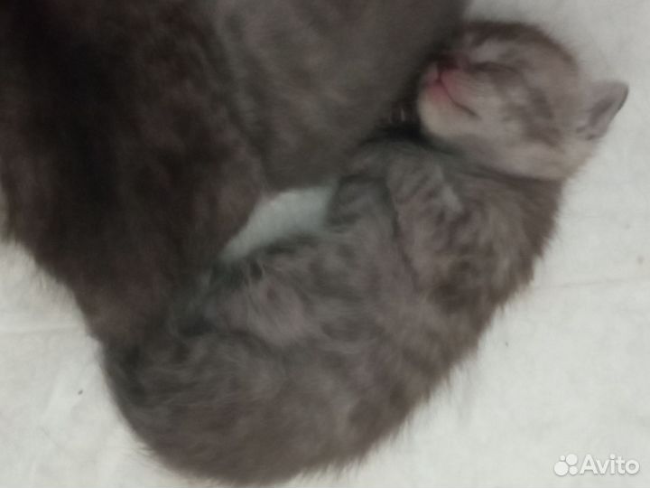 Котенок в добрые руки