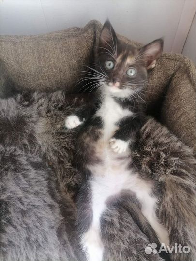 Котенок в приюте