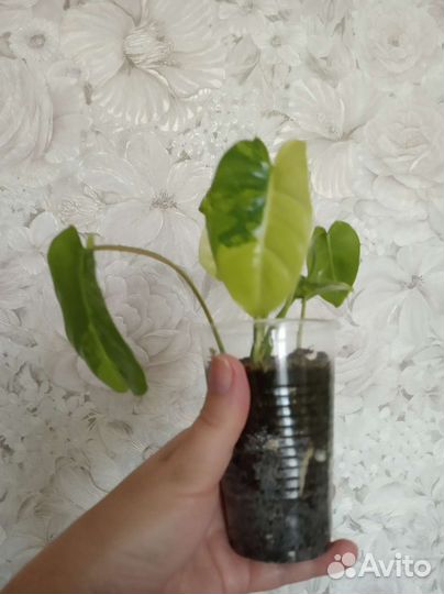 Филодендрон Бурле маркс вариегатный