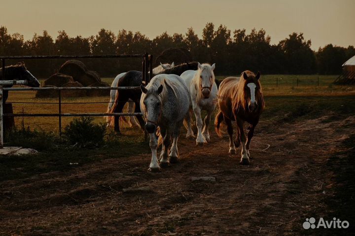Прогулки на лошадях/фотосессии/обучение