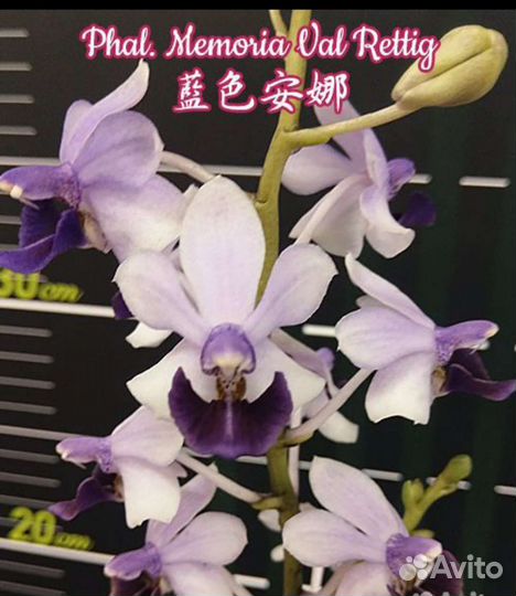 Орхидея фаленопсис, 9 сортов