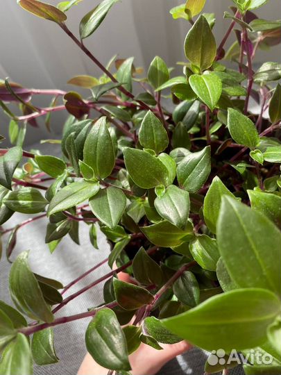 Традесканция комнатные цветы