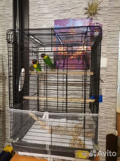 Пара неразлучников с клеткой