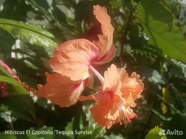 Гибискусы разные коллекционные сорта