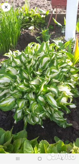 Цветы садовые