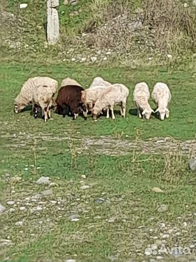 Бараны курдючной породы