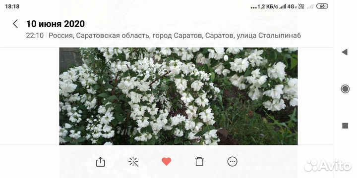 Жасмин (чубушник)