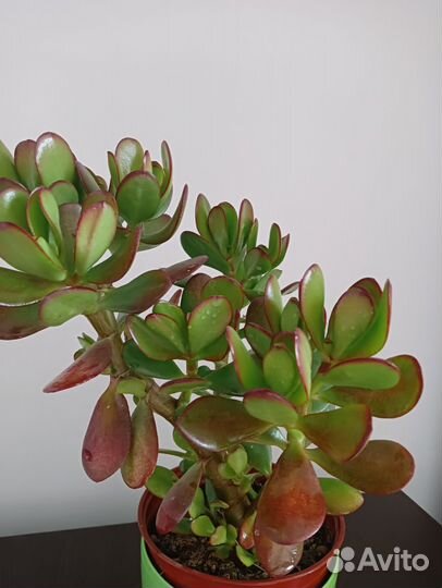 Денежное дерево, крассула толстянка