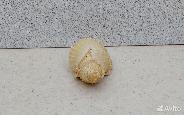 Анус 7,70 морская ракушка раковина