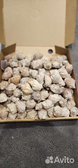 Ракушки рапан коробка