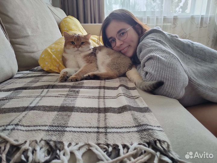 Котоняня с выездом на дом