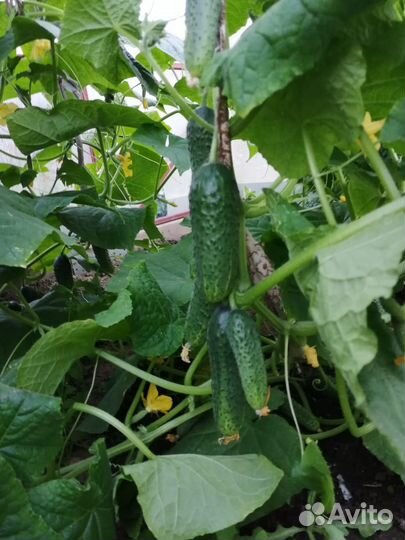 Домашние огурчики
