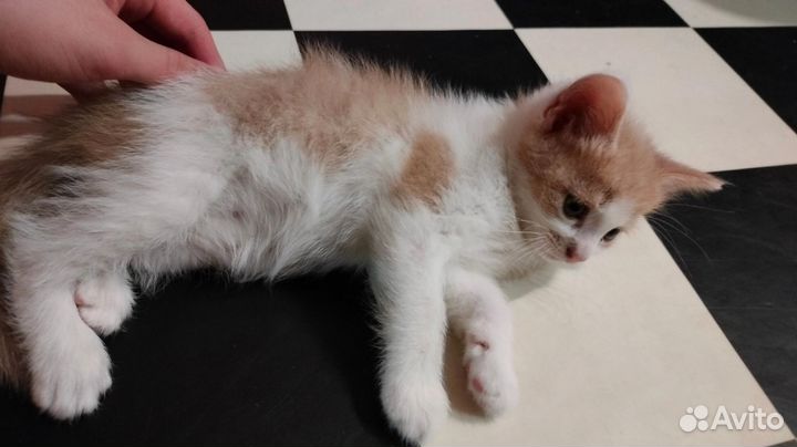 Две девочки