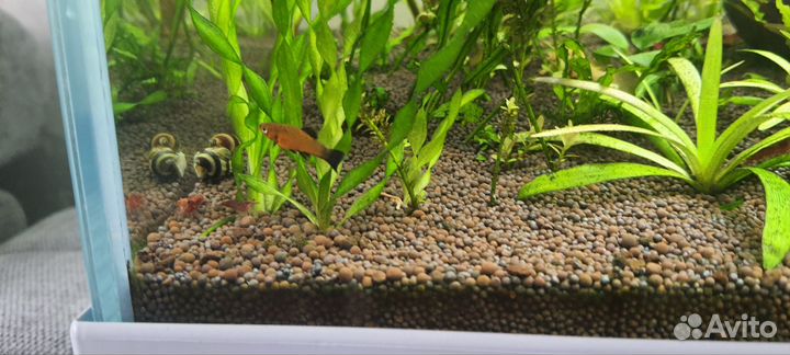 Аквариумные рыбки меченосцы, анцитрус и растения