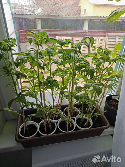 Рассада помидор