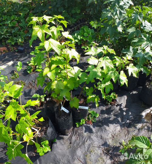 Саженцы смородины