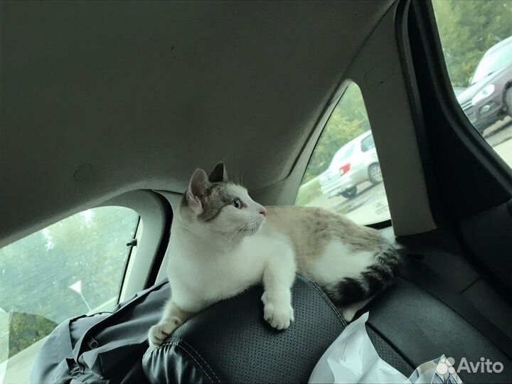 Кошка в добрые руки