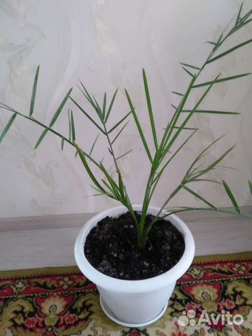 Финиковая пальма