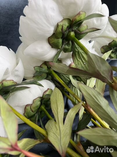 Пионы из фоамирана