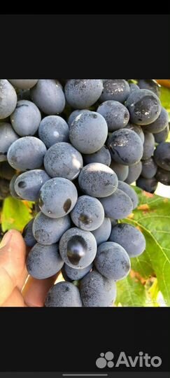 Виноград