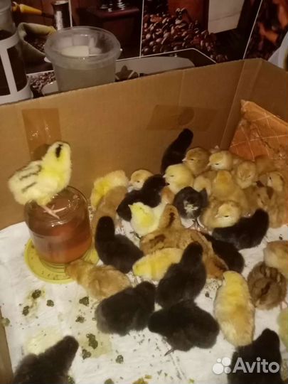 Цыплята бройлеры