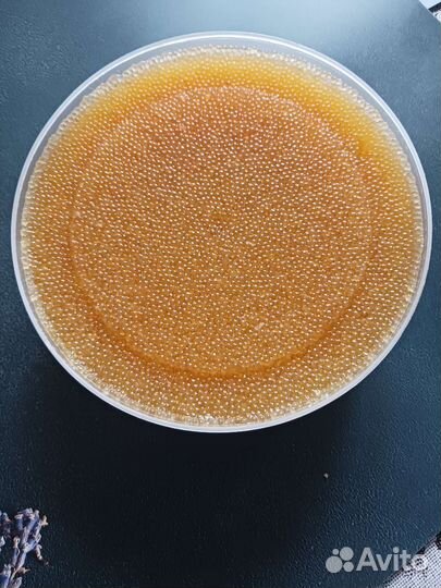 Щучья икра- путина 2023