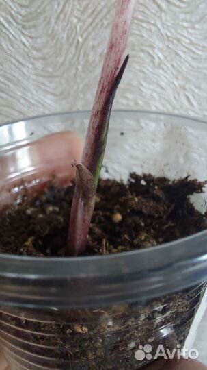 Алоказии по 200