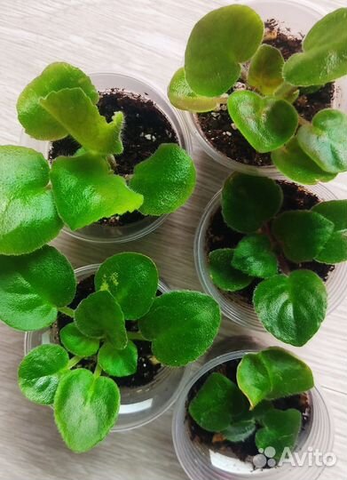 Детки сортовых фиалок