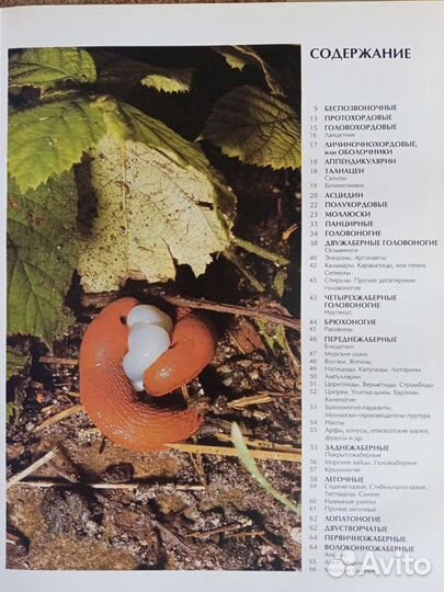 Книга Мир животных