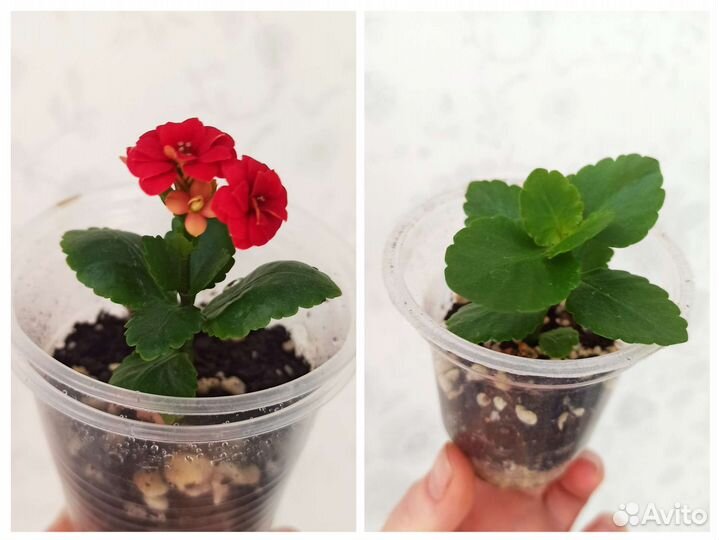 Комнатные цветы (малыши)