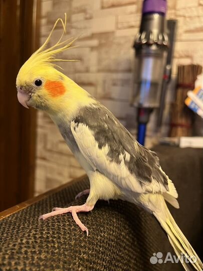 Попугай с клеткой карелла