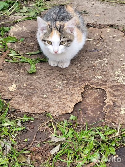 Котята ищут дом