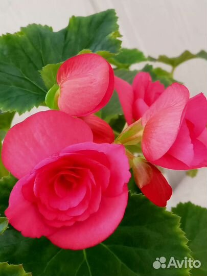 Бегония Элатиор