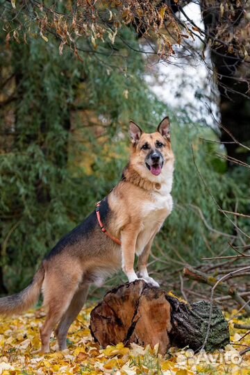 Метис овчарки Юджин в поисках дома
