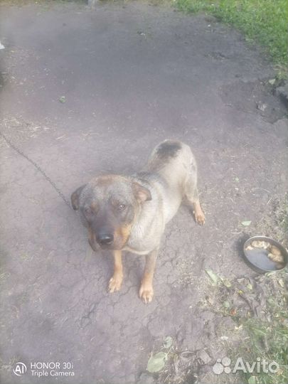 Собаки бесплатно в добрые руки