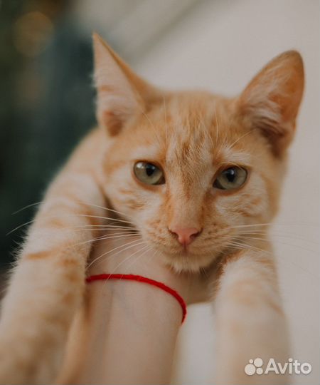 Котик в добрые руки