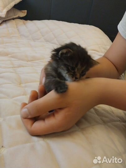 Котенок подкидыш