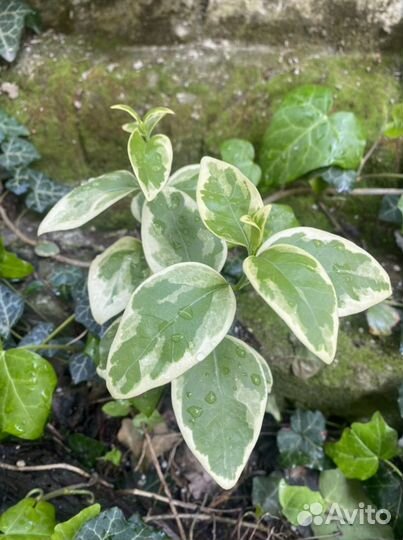 Отроски уличных растений барвинок очиток