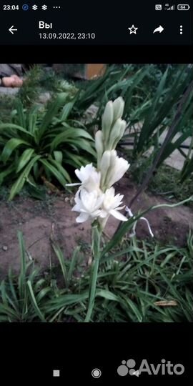 Тубероза полеантес