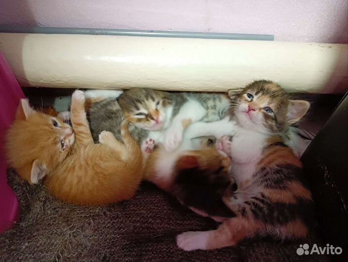 Кошка в дар бесплатно